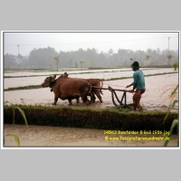 14563 Reisfelder 8 Bali 1986.jpg